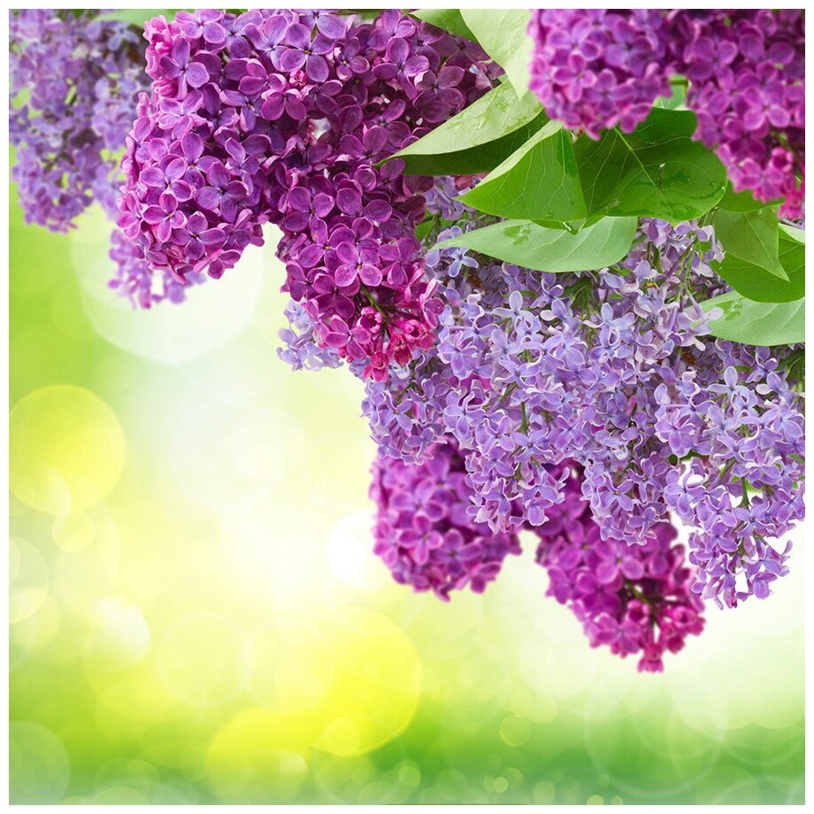 Цветы сирени