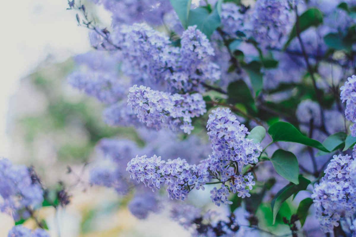 Сирень Гарсиа Лорка