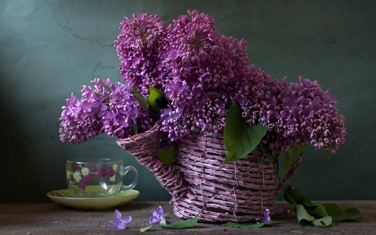 Сирень Candeur