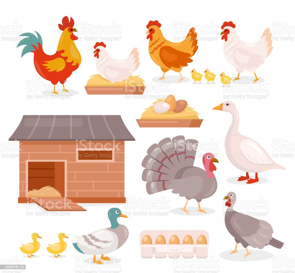 Курятник мультяшное