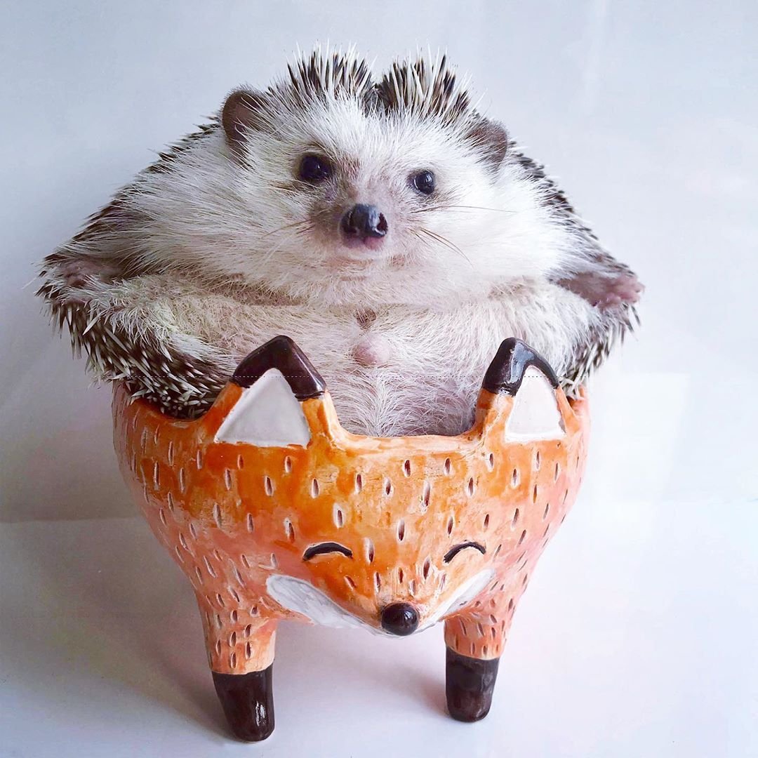 Еж упитанный