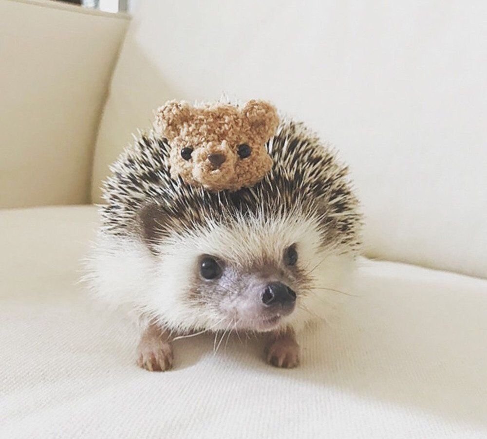 Пушистый Ежик