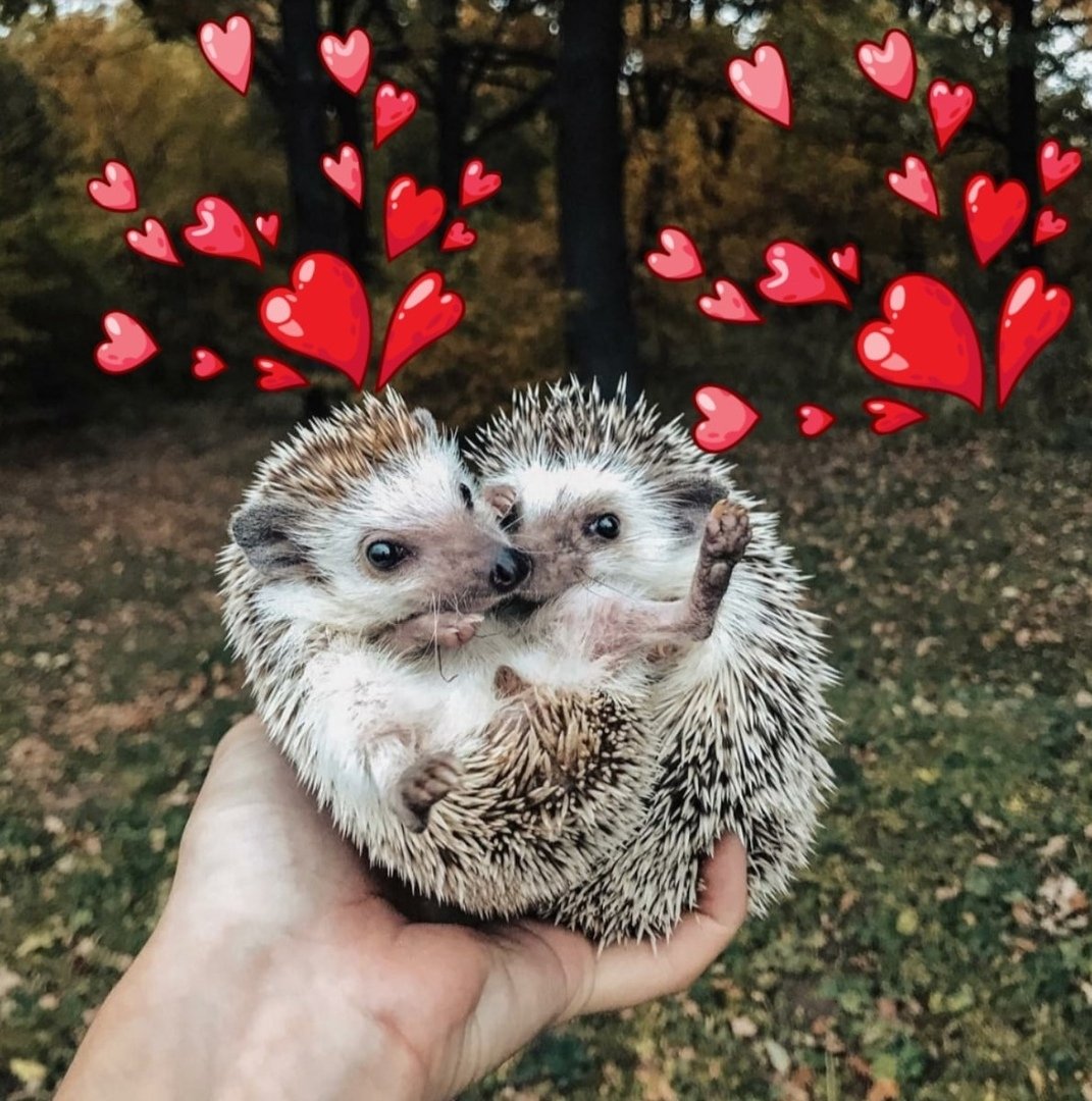 Голобрюхий ёж