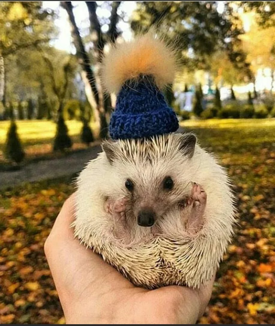 Еж в шапке