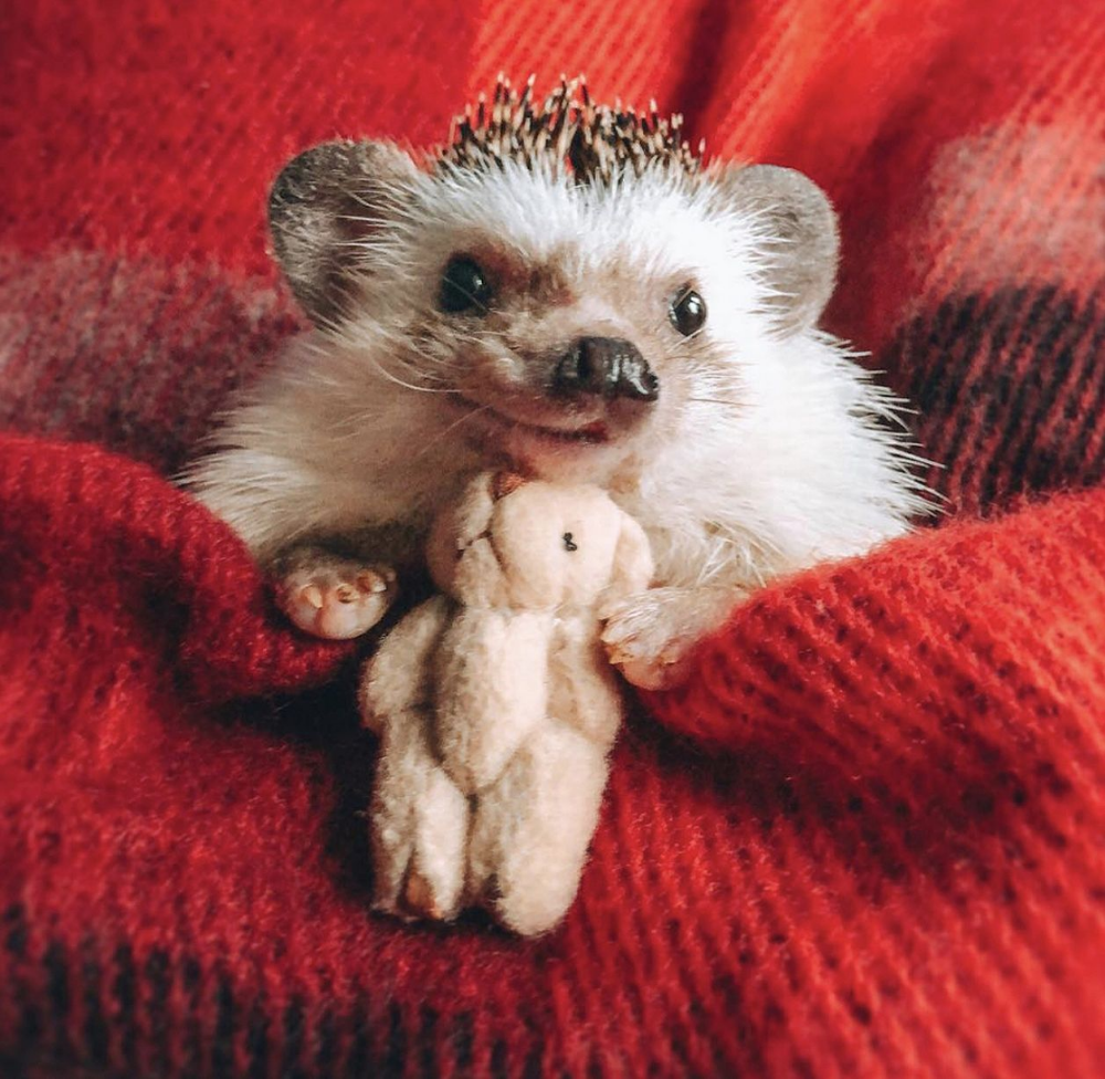 Милые ежики