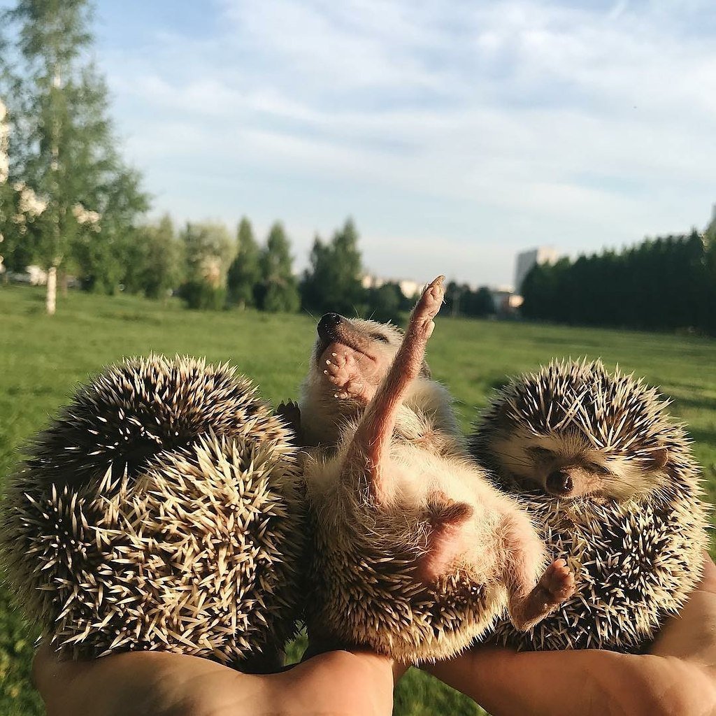Обнимашки ежей