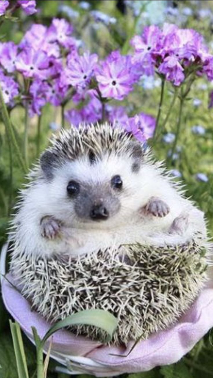 Доброе утро Ежик