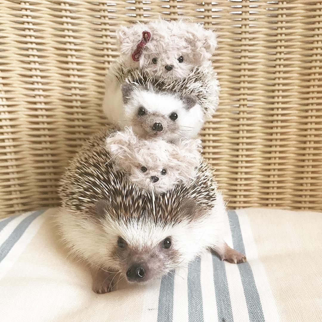 Ежики обнимаются