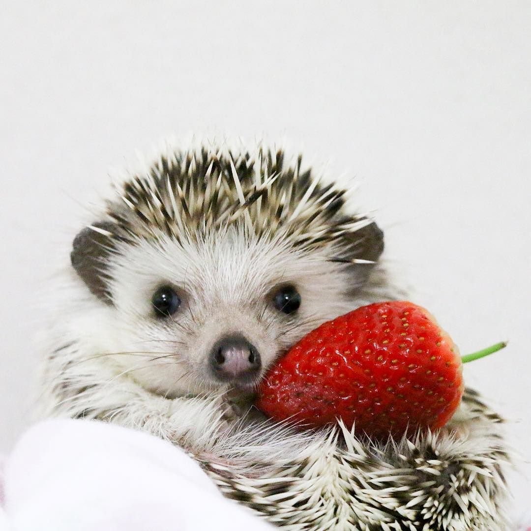 Ежик в клубнике