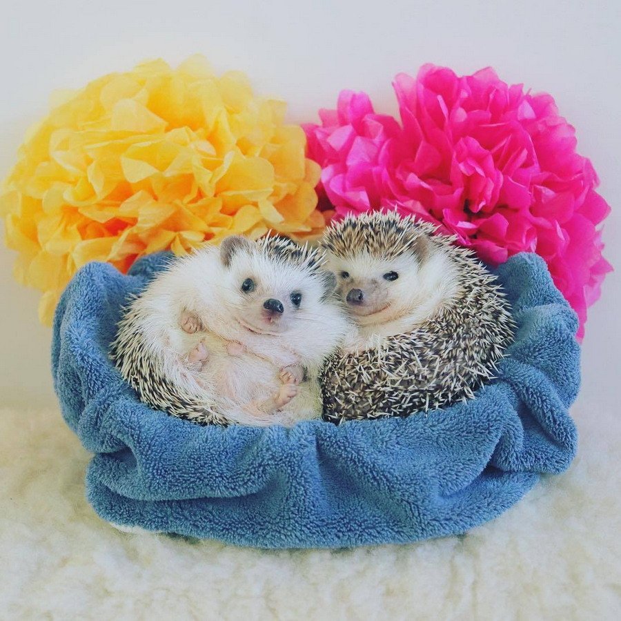 Ёжики милашки