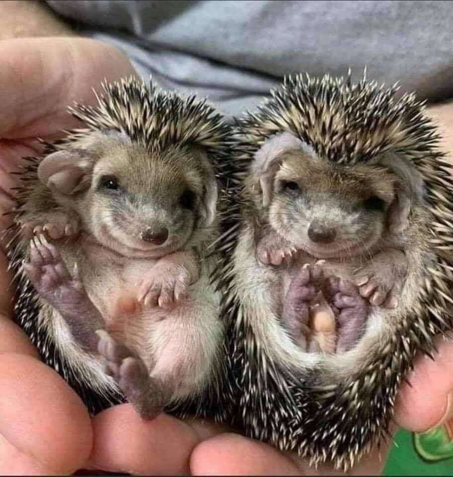 Детеныш ежа