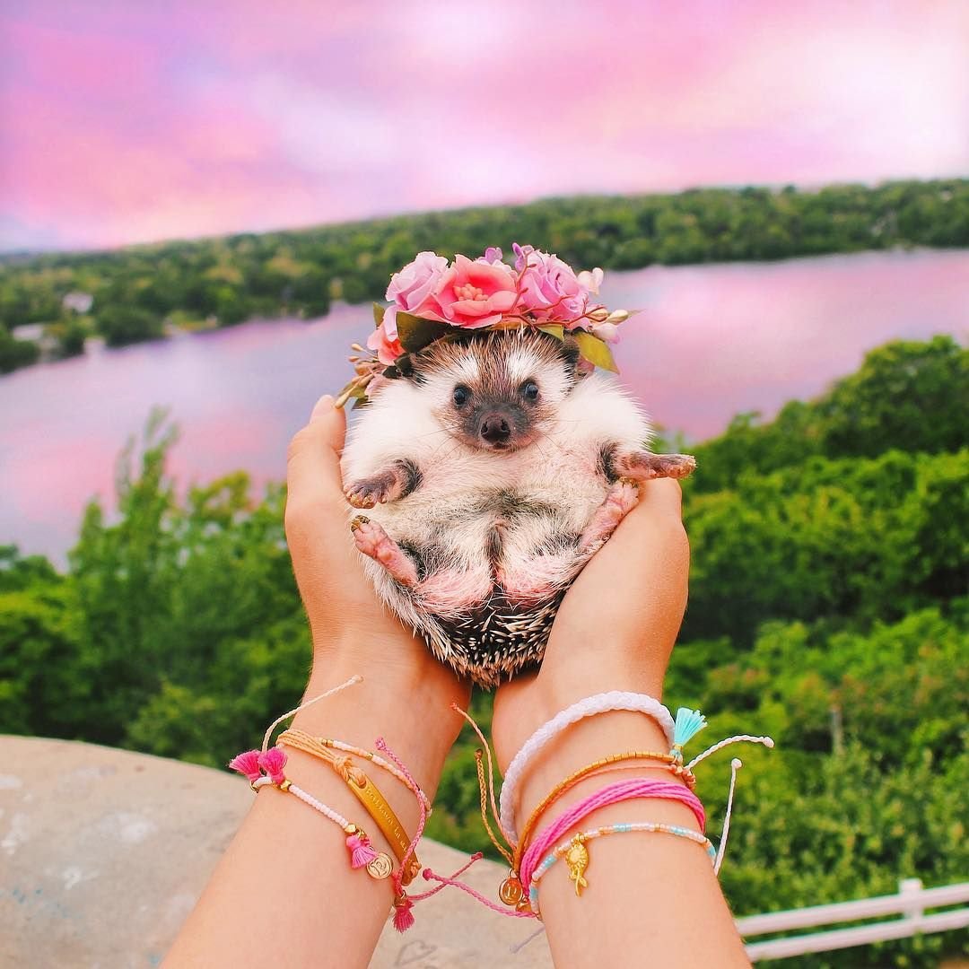 Ми ми милые животные