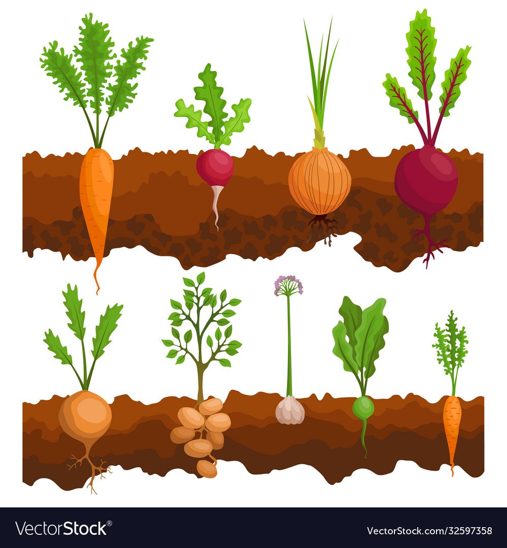 Огород рисунок