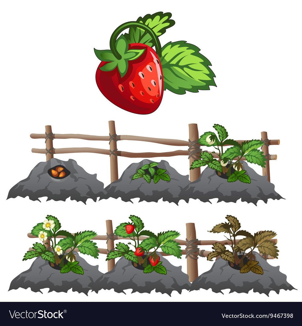 Овощи и фрукты огород для детей