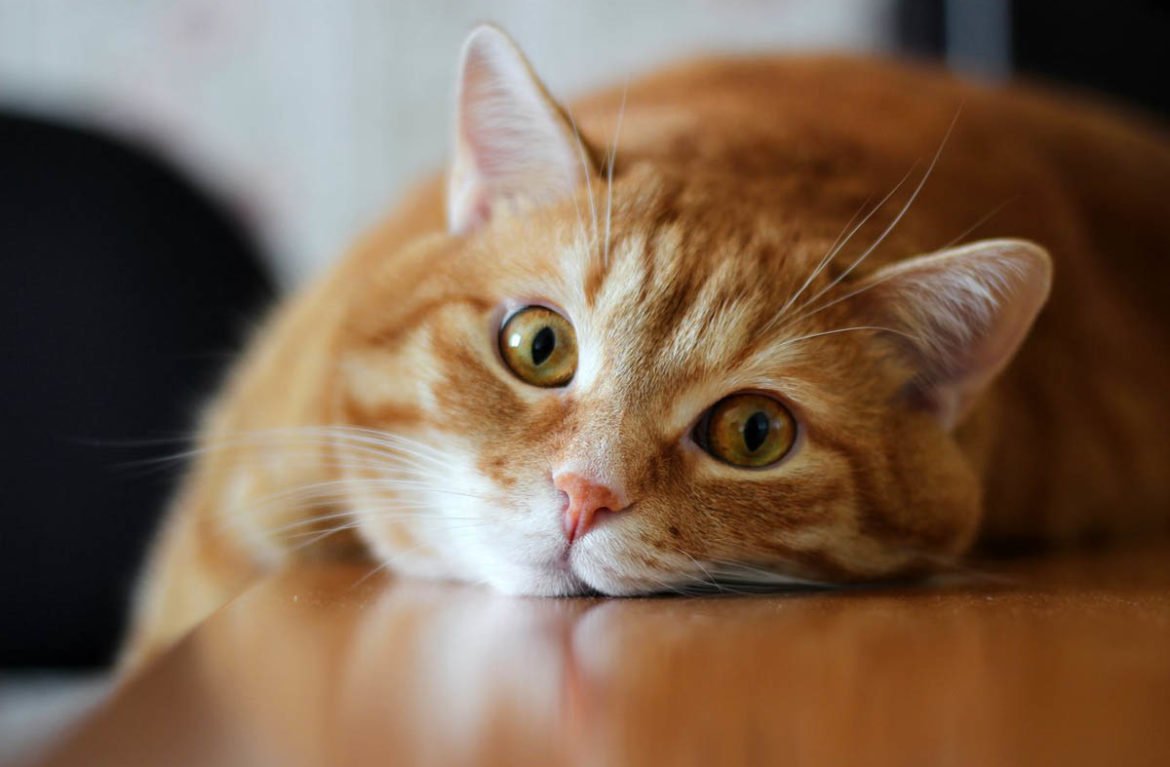 Спокойной ночи завтра на работу