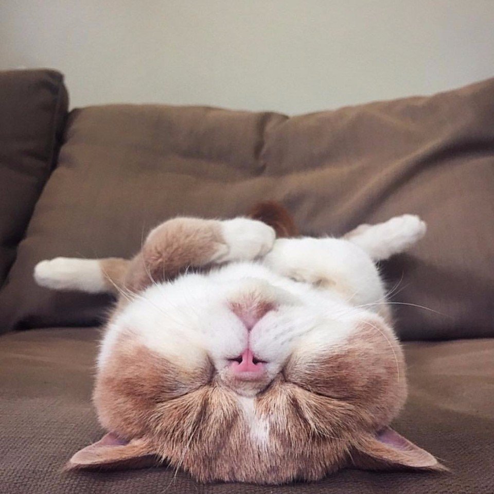 Кофе смешные