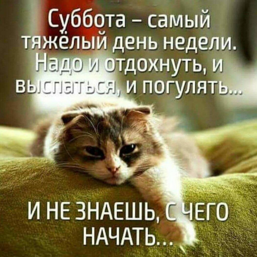 Потягушки кота gif