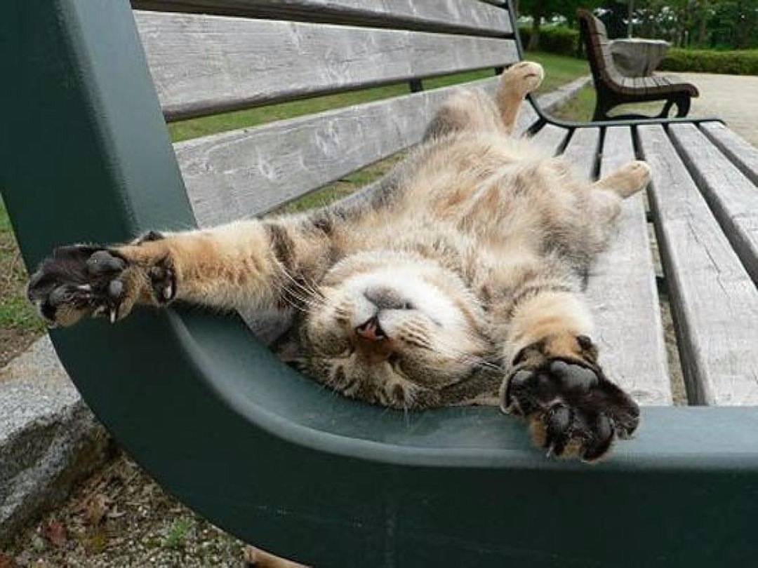 Кот отдыхает