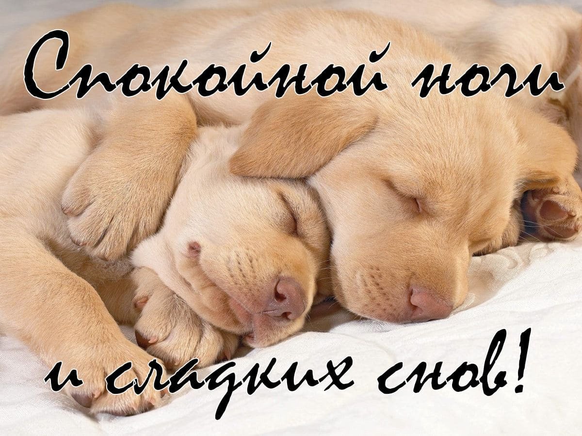 Спокойной ночи, Медвежонок!