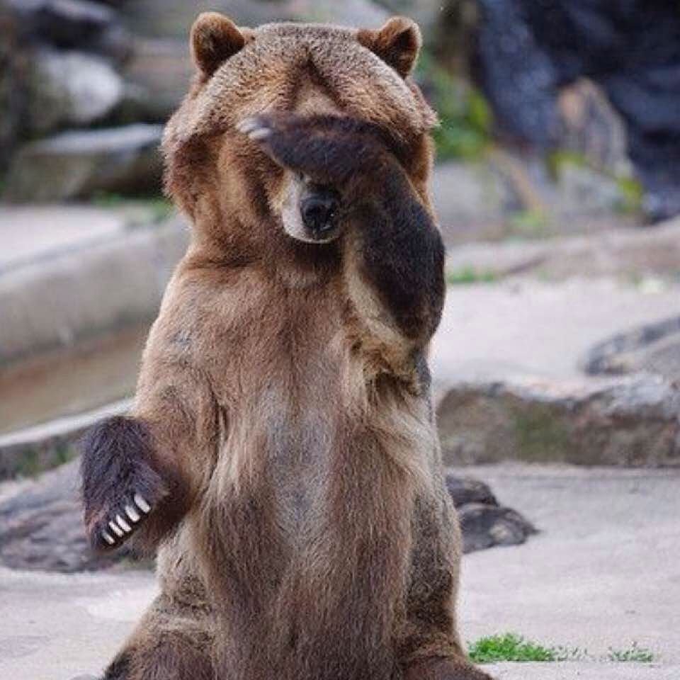 Медведь показывает лапу