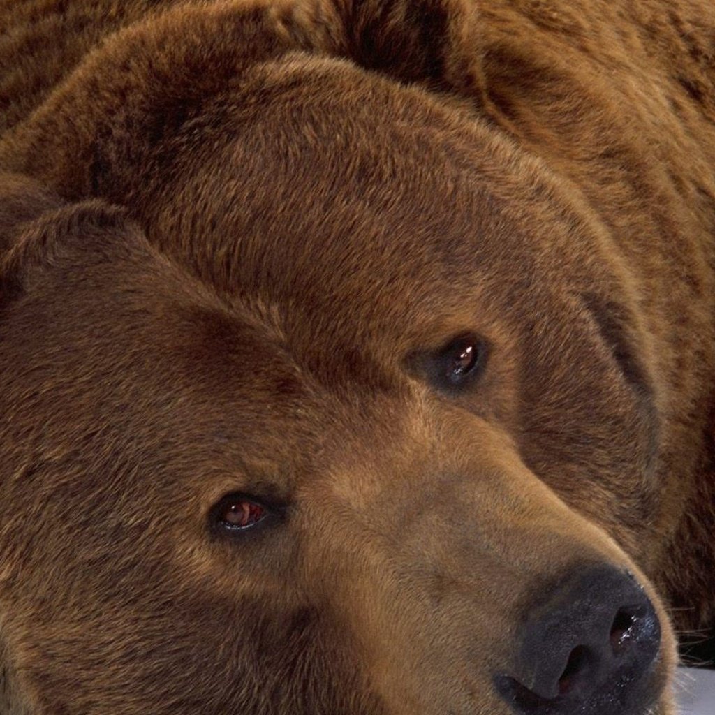 Грустный медведь