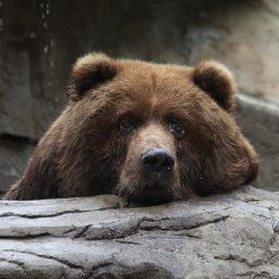 Медвежонок одиночество