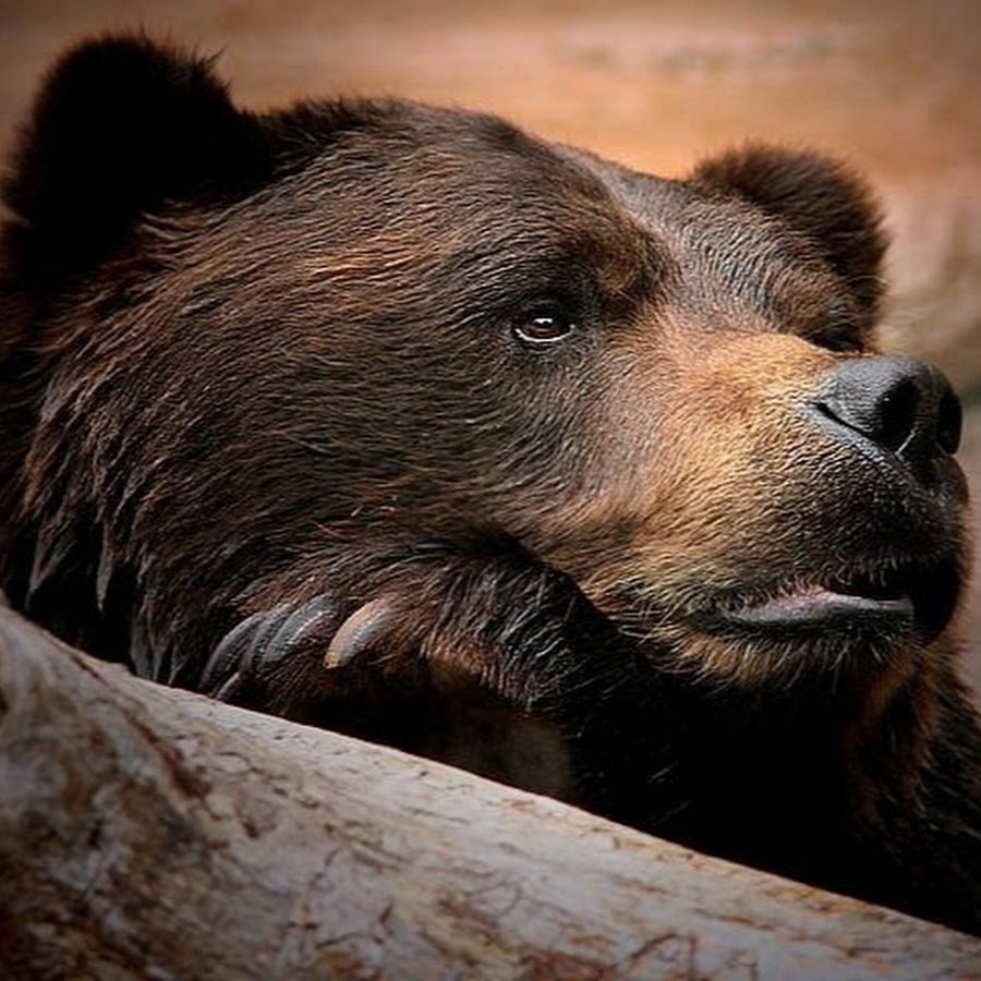 Бурый медведь Михайло Потапыч