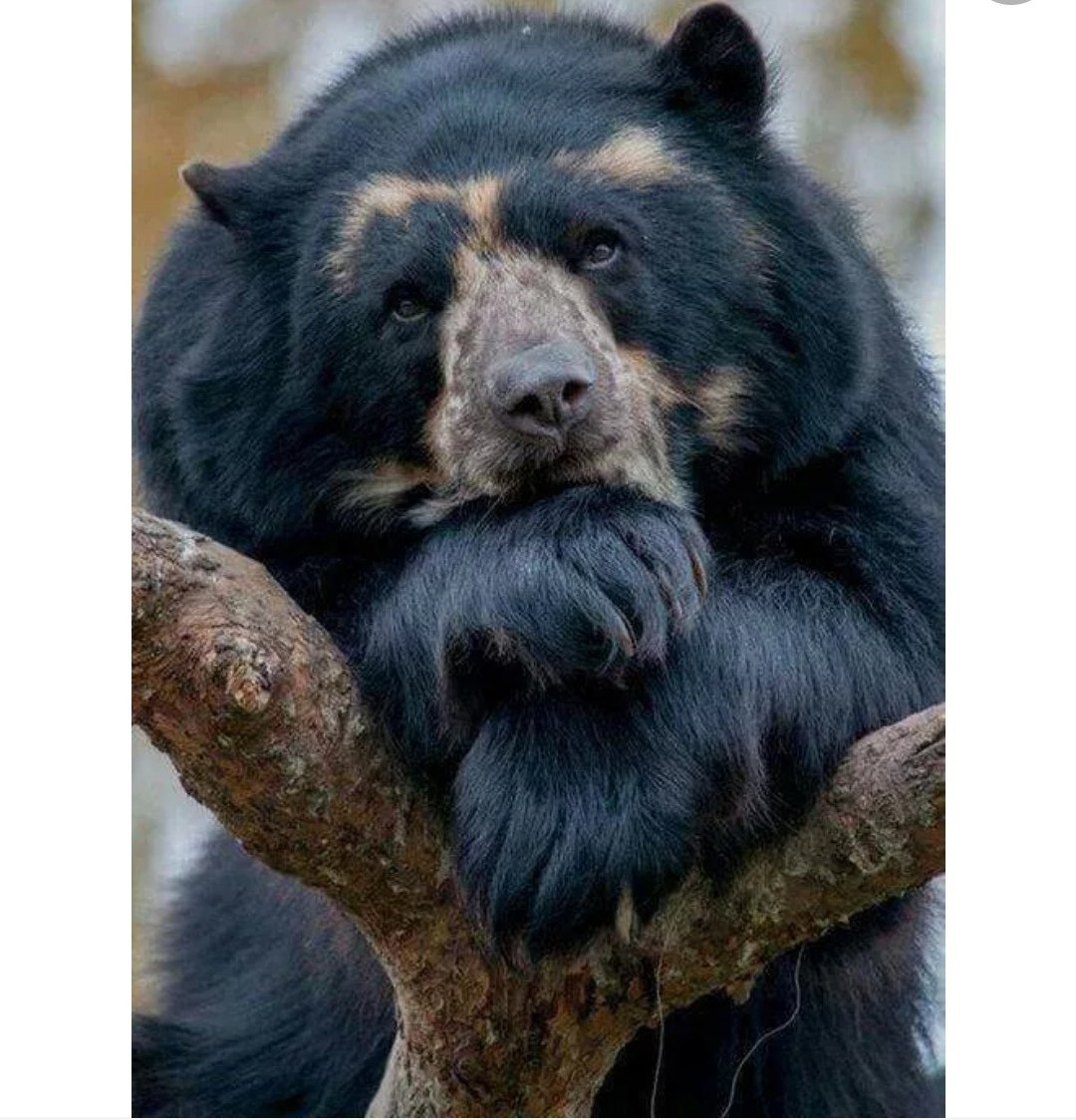 Плачущий Медвежонок