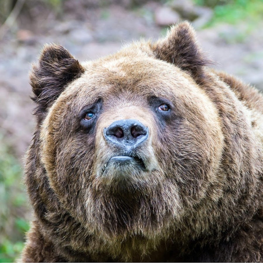 Грустный Медвежонок