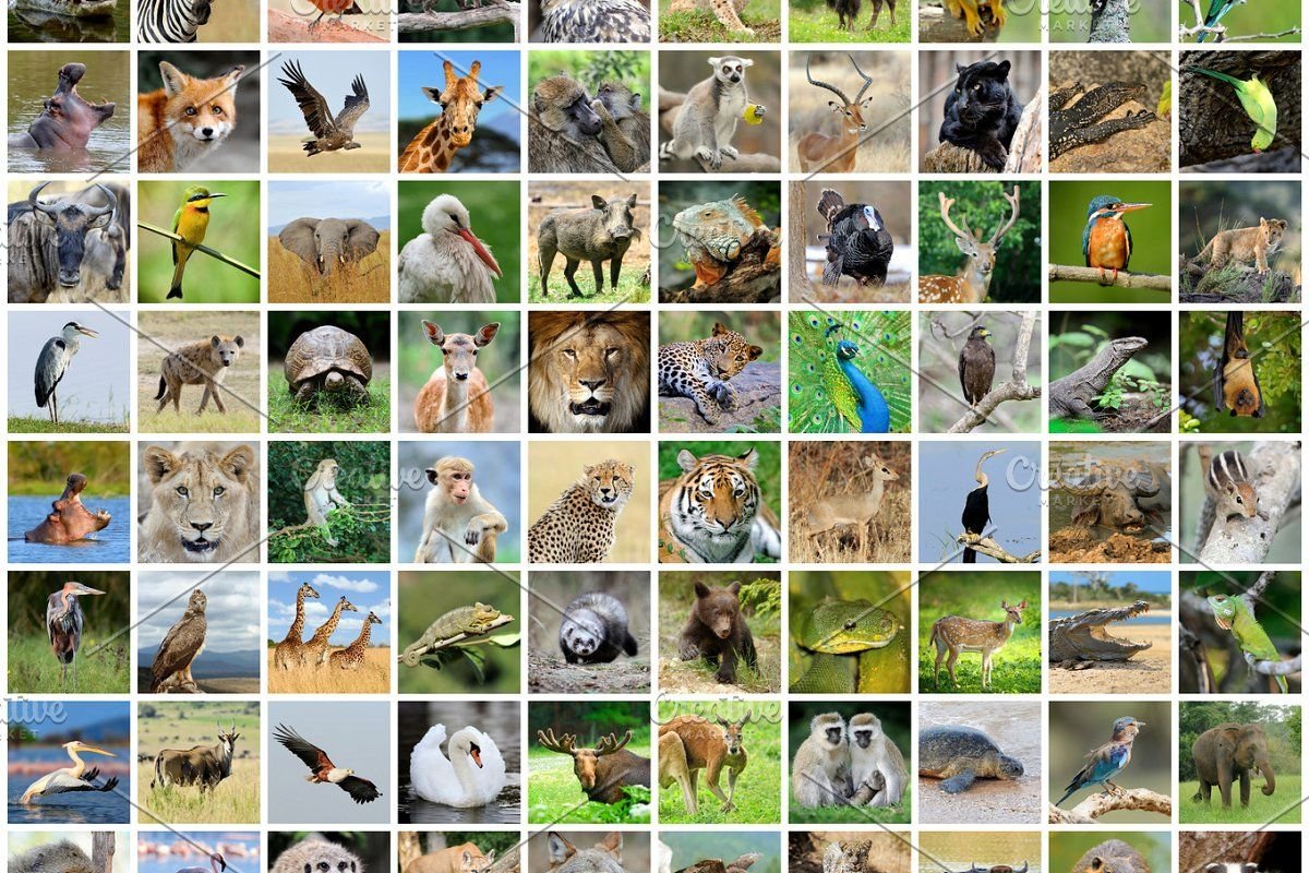 Домашние и Дикие животные для детей