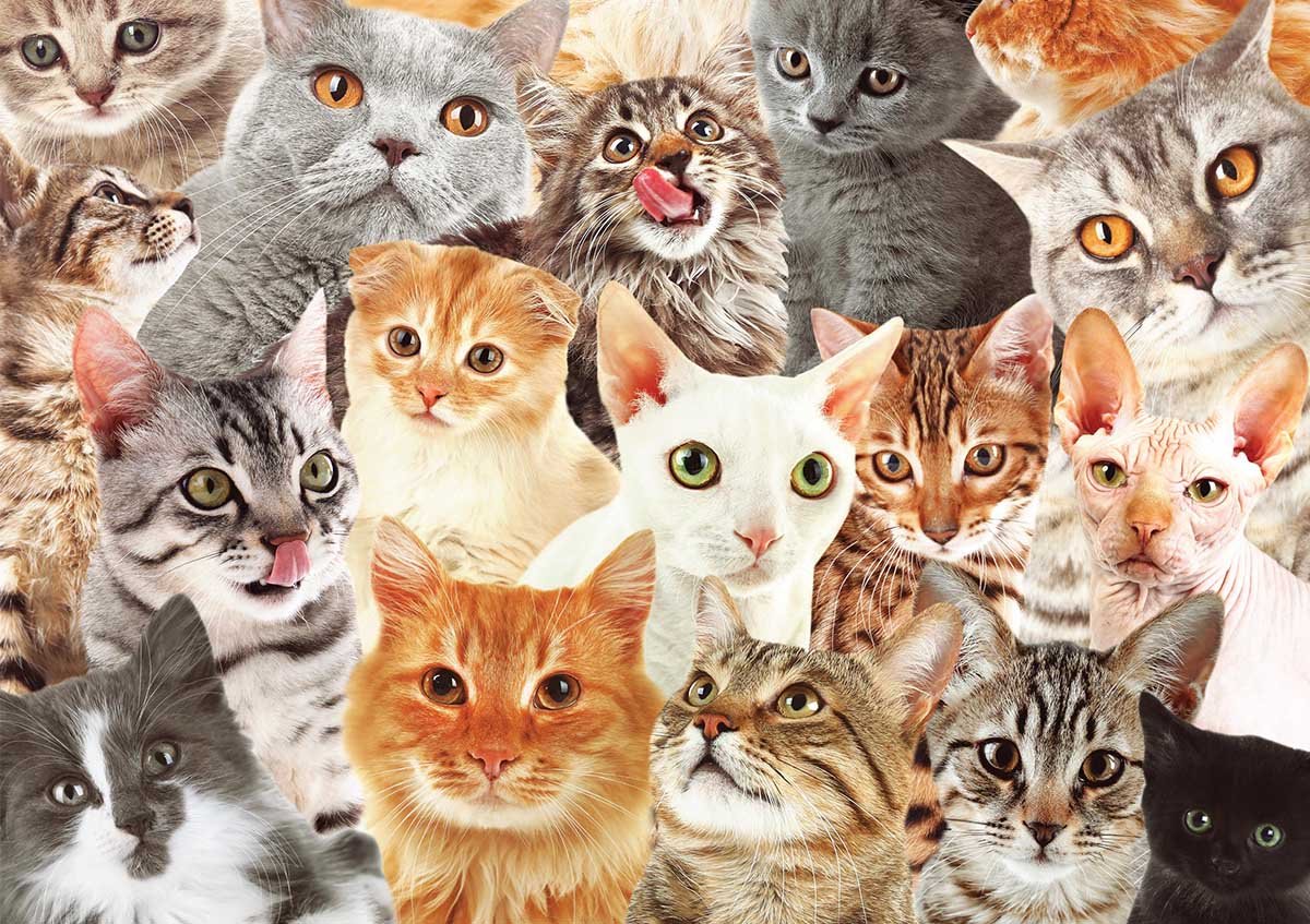 Разные породы собак