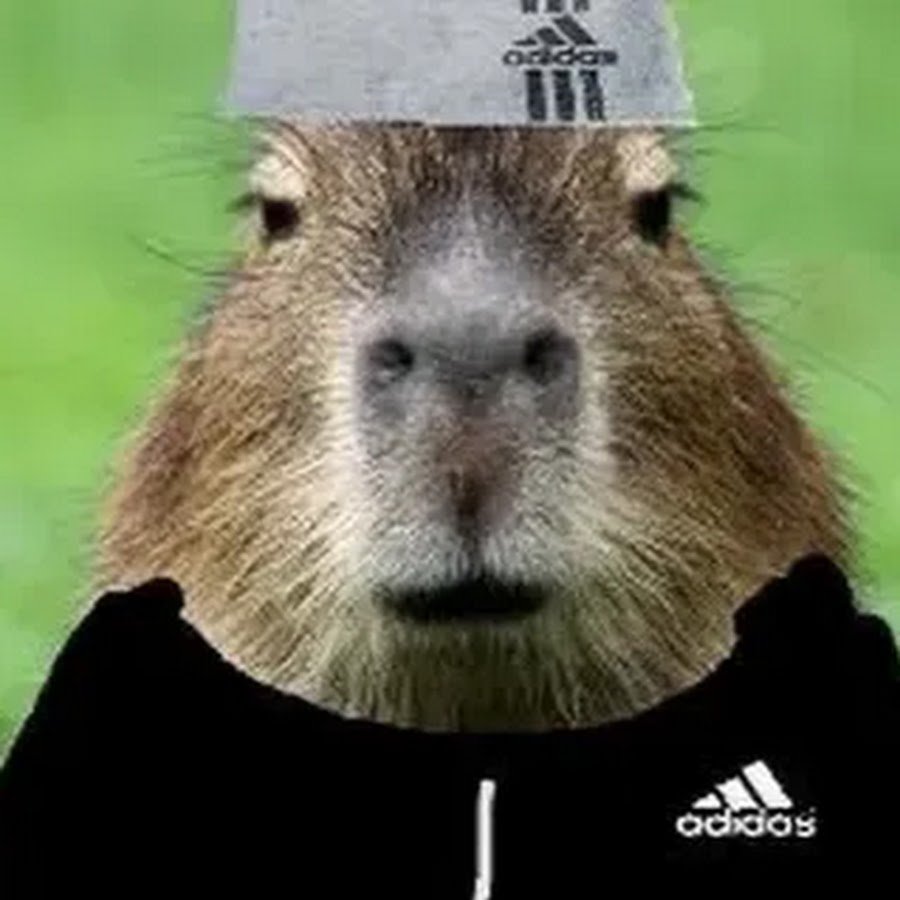 Капибара бандит