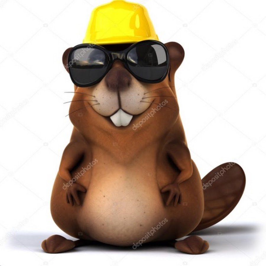 Бобёр в солнцезащитных очках