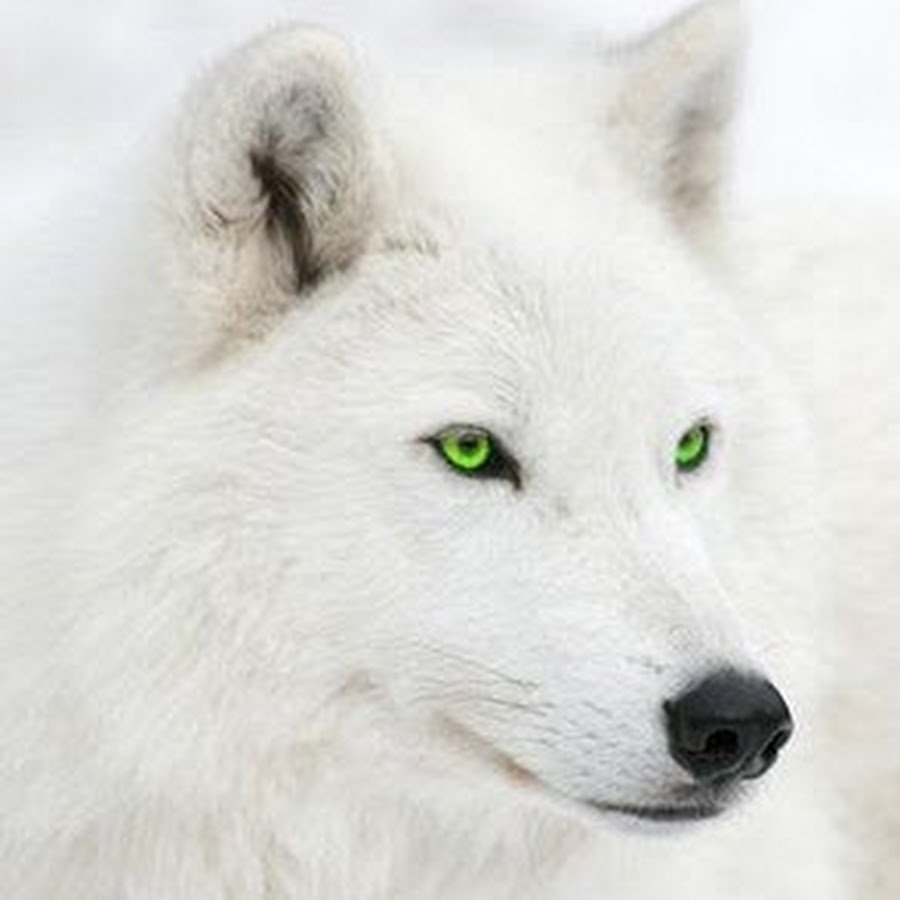 Белый волк с голубыми глазами