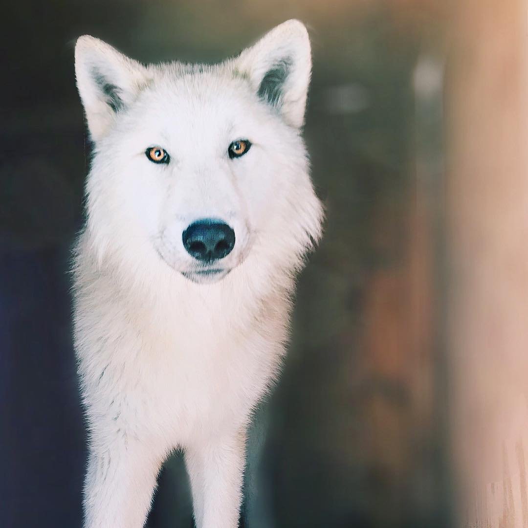 White Wolf with Blue Eyes