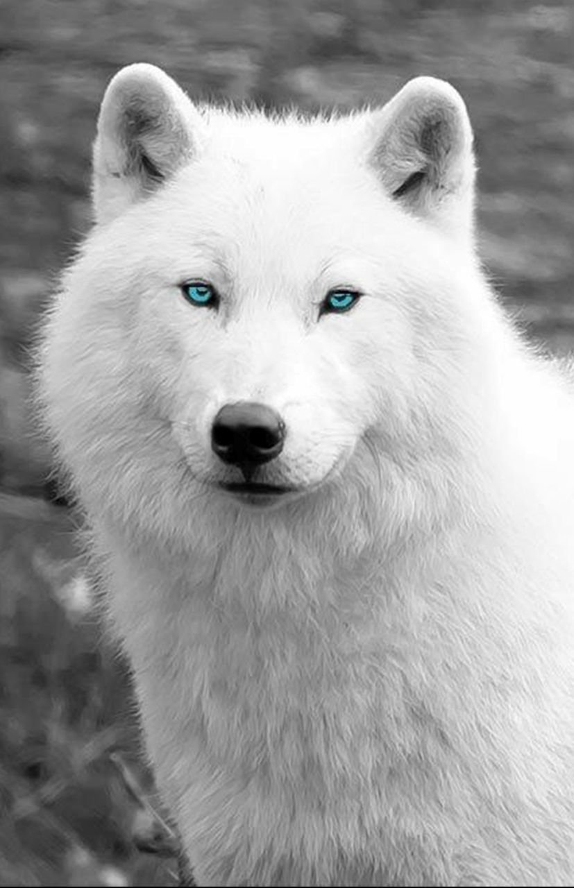 Белая волчица с зелеными глазами