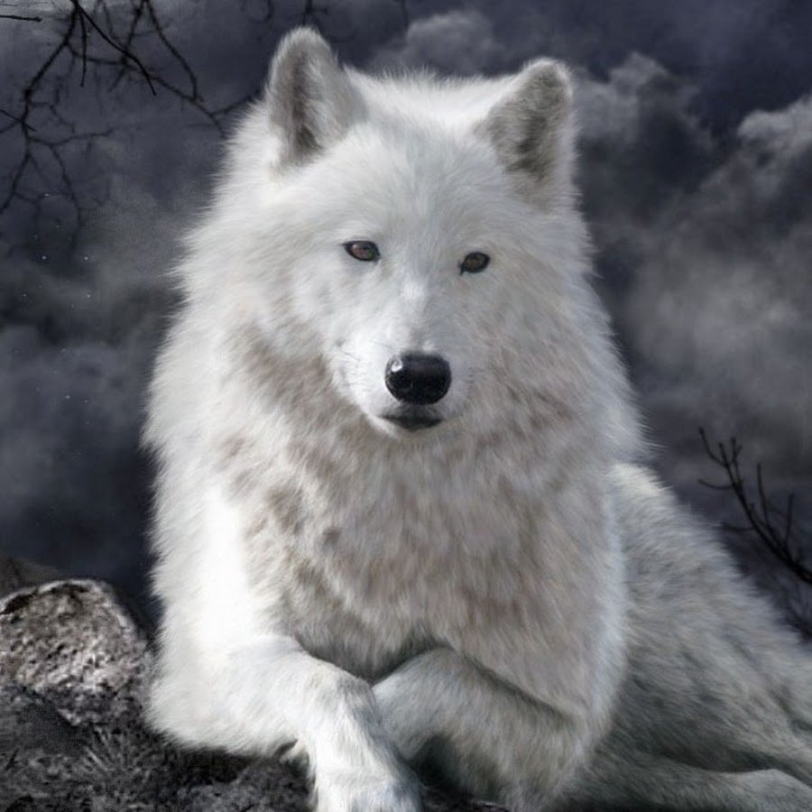 Белый волк в профиль