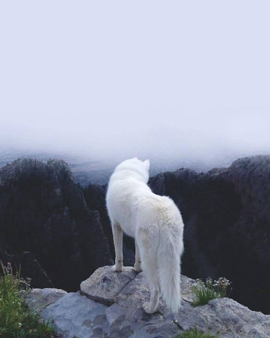 Белая волчица с женщиной