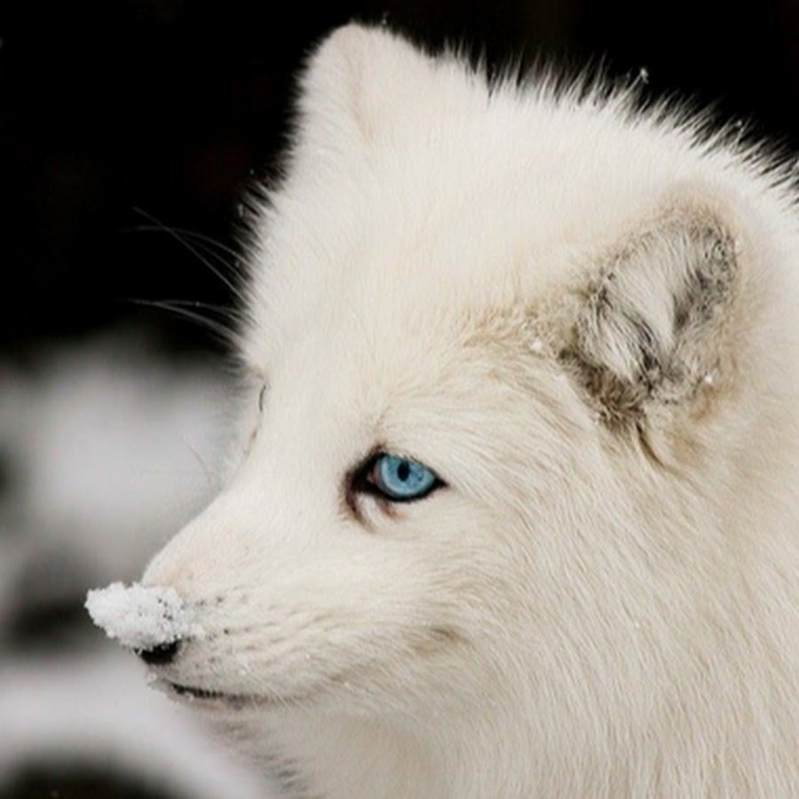 Полярный волк альбинос