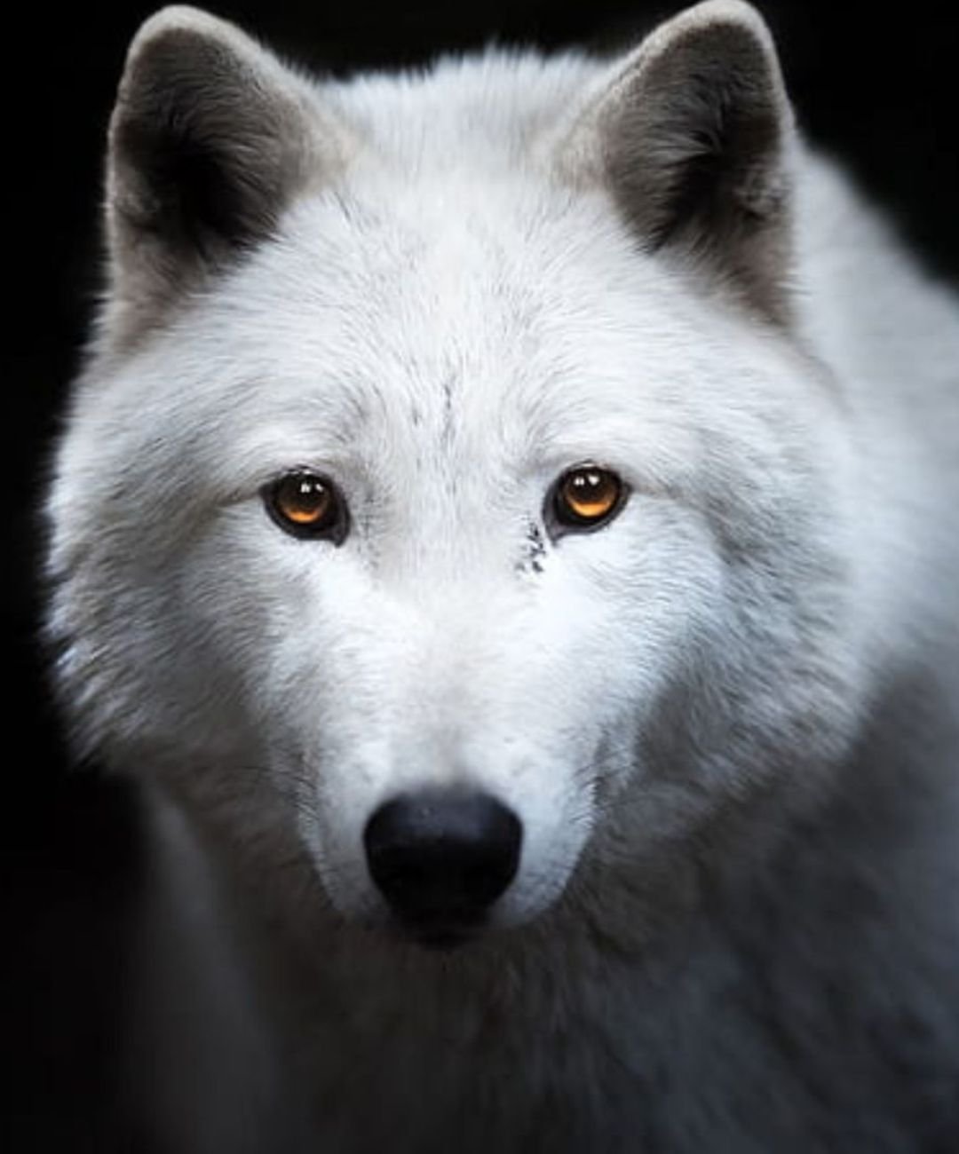 Огромный белый волк