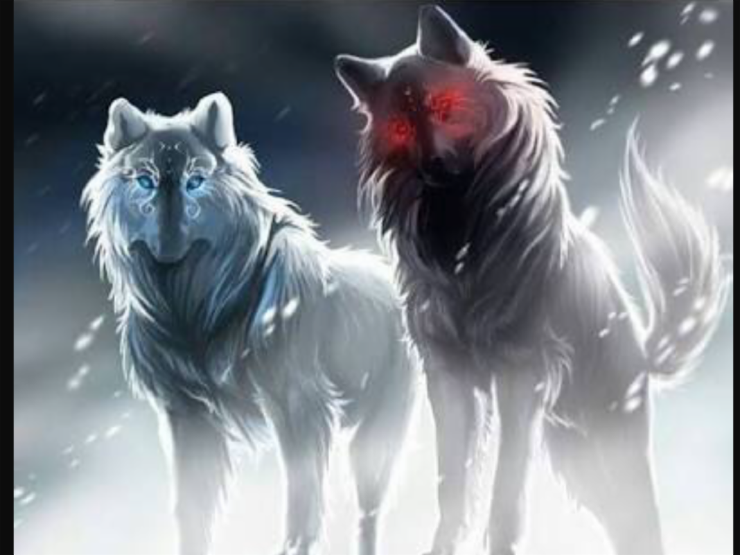 Белый волк Акелла