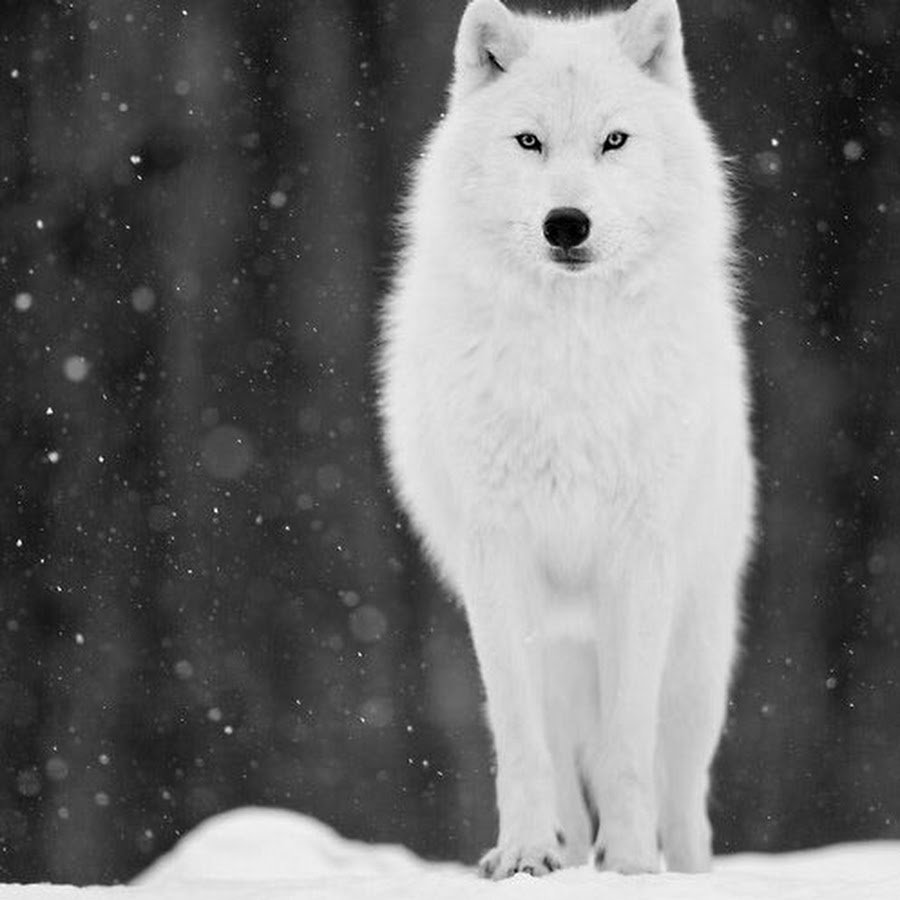 Белая волчица Хакасии Художественные фото