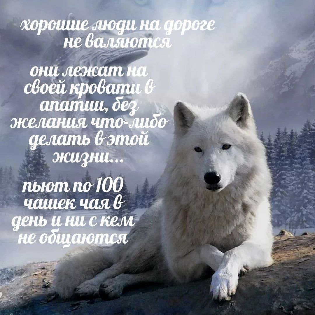 Белая волчица картинки