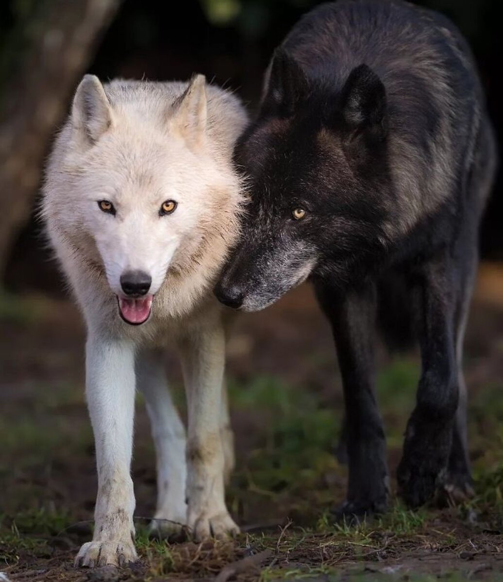 Песец с голубыми глазами
