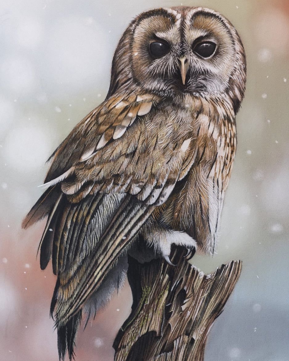 Пейзаж с совой