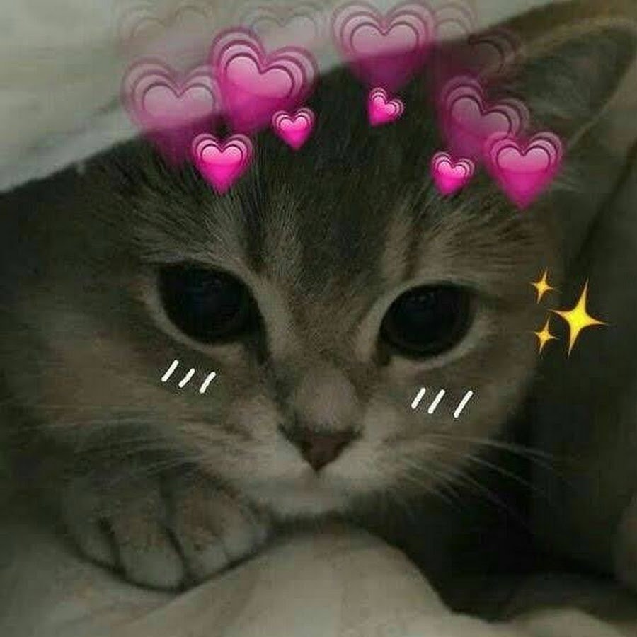 Милые котята сохры