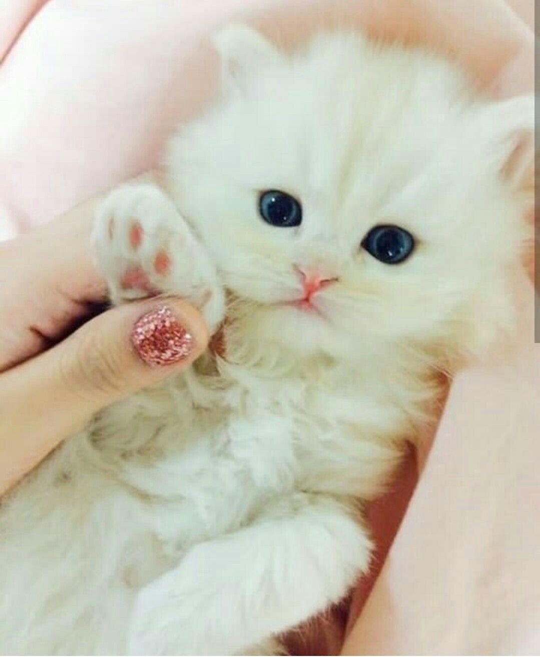 Милые кошечки