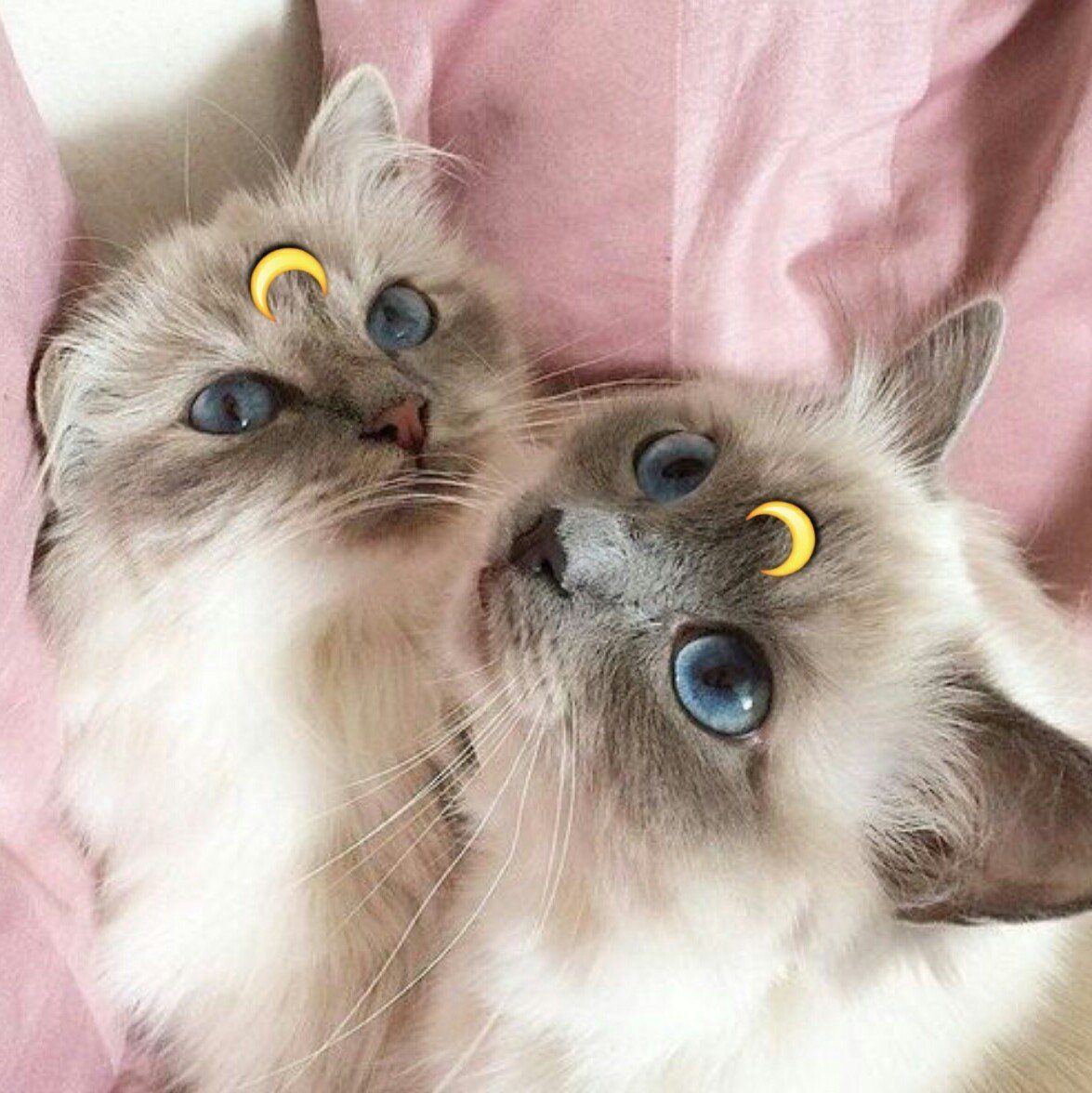 Котенок арт