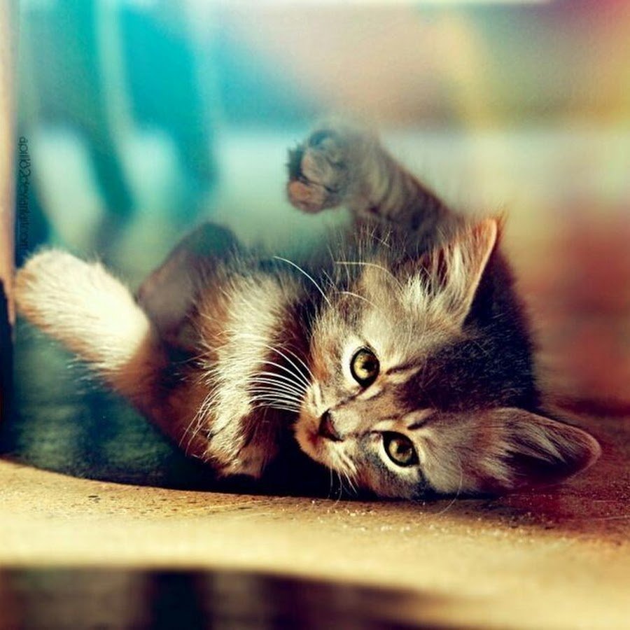 Милые кошки на аву