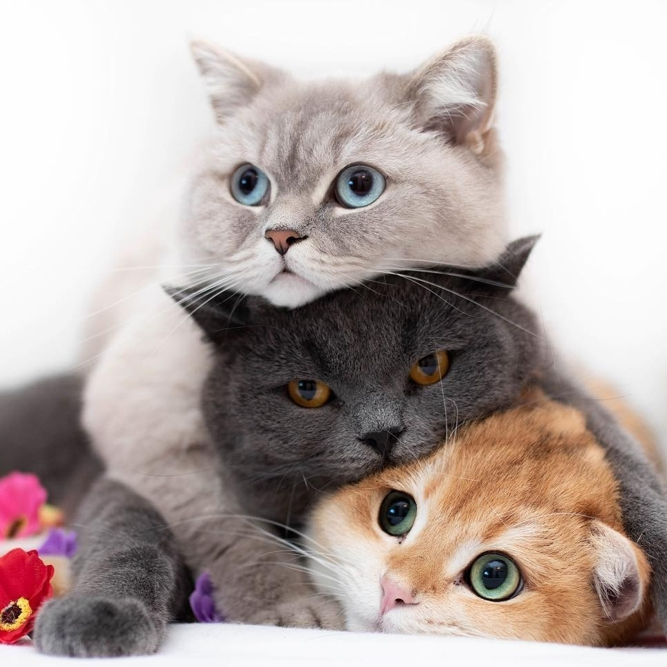 Красивые картинки кошек и котят